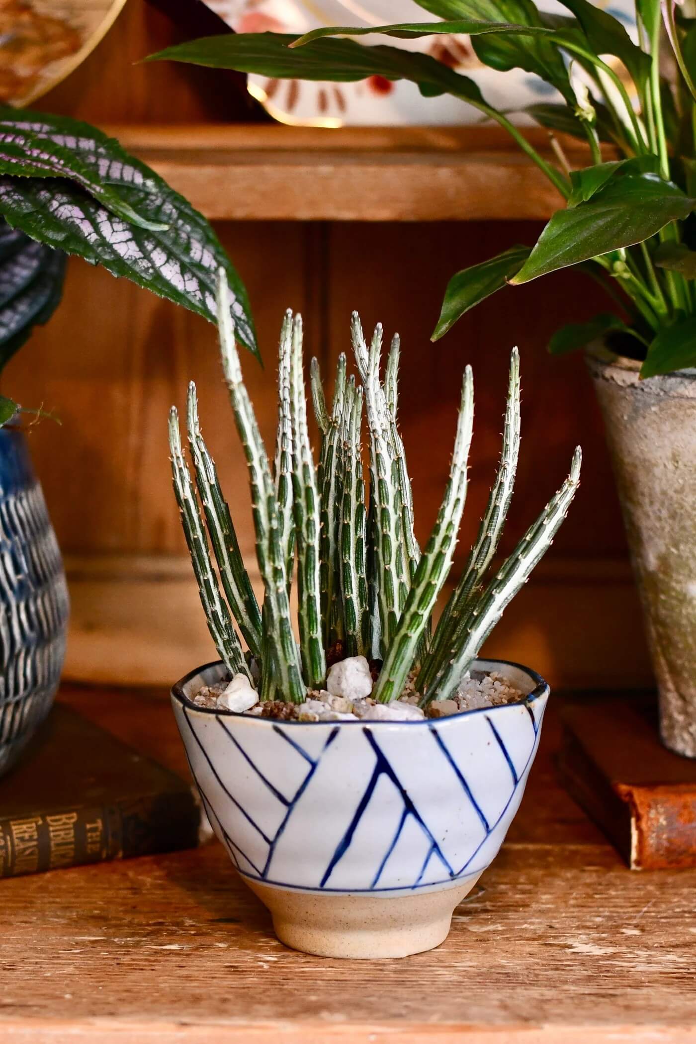 Group with other plants to boost humidity