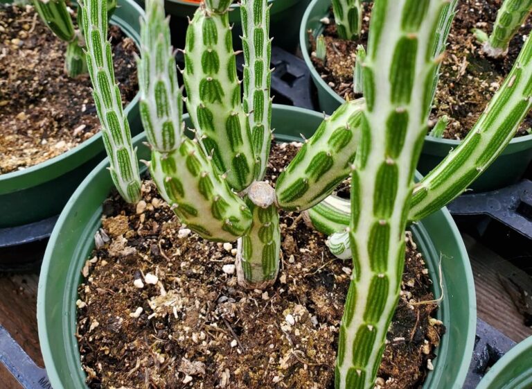 Growing Pickle Plants in Pots Featured