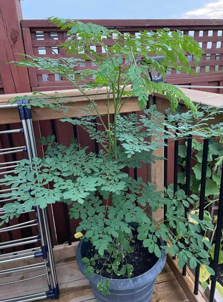 Container Moringa Tree 7 Simple Tips for Growing Moringa in Containers - Hort Zone