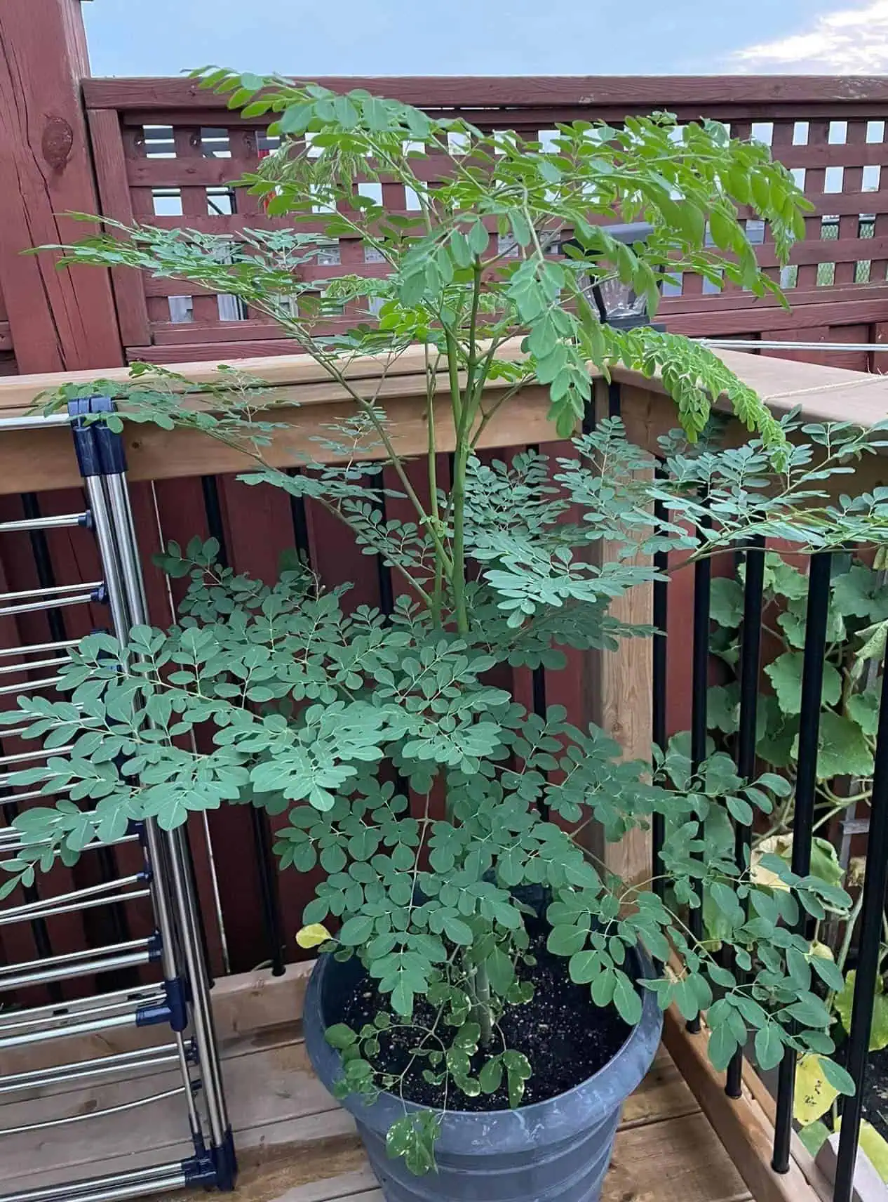 Growing moringa in containers