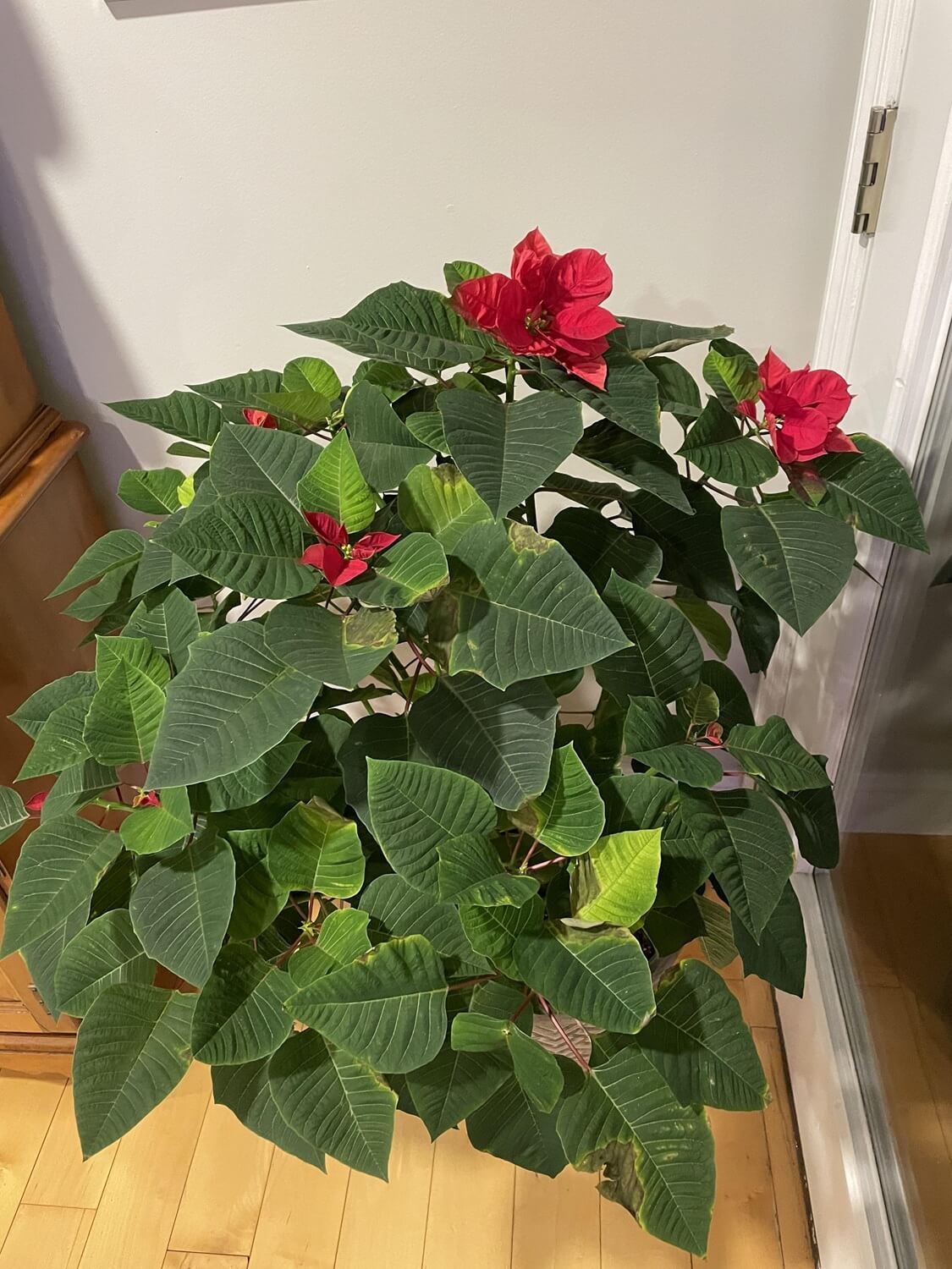 Are poinsettia plants poisonous