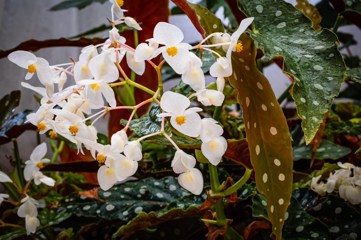 Flowering polka dot begonia - begonia maculata