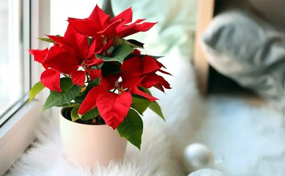 Place poinsettia on a bright window Place poinsettia on a bright window