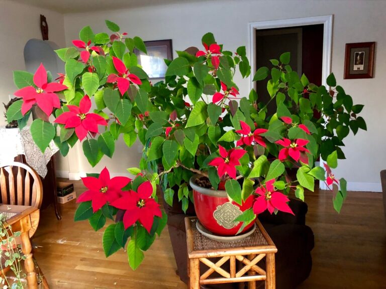 Poinsettia Flower Care Featured