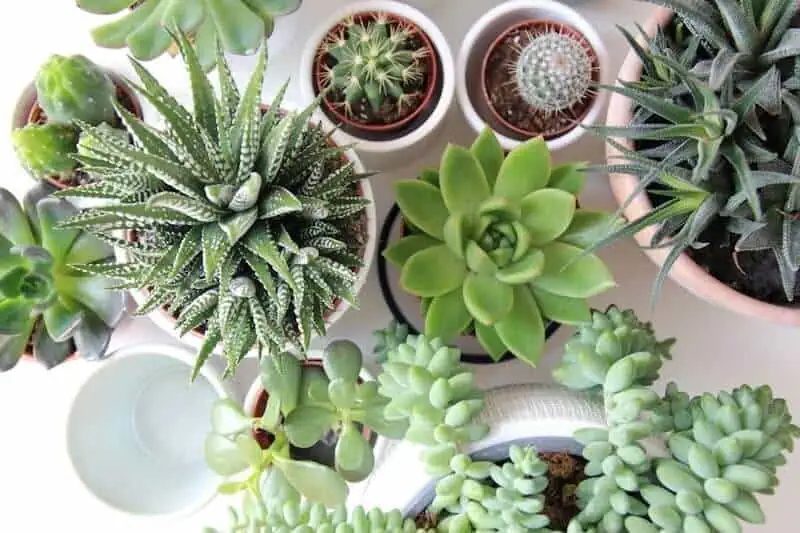 A group of succulent plants A group of succulent plants