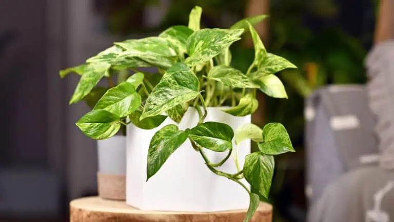 Best Indoor Plants for Low Winter Light Featured