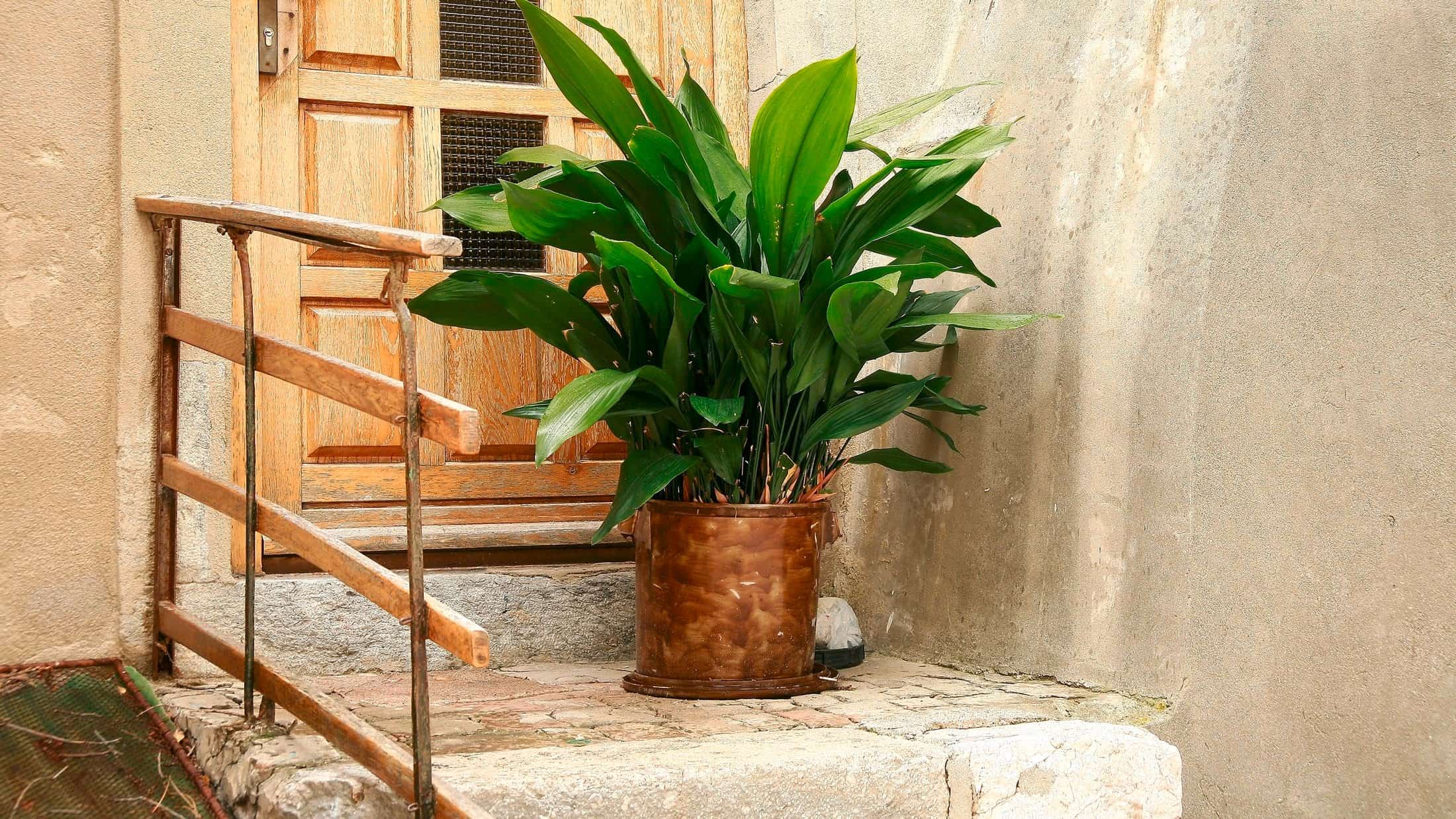 Cast iron plant - low light