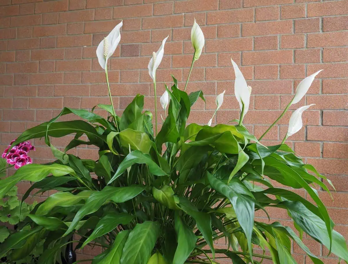 Flowering peace lily Flowering peace lily