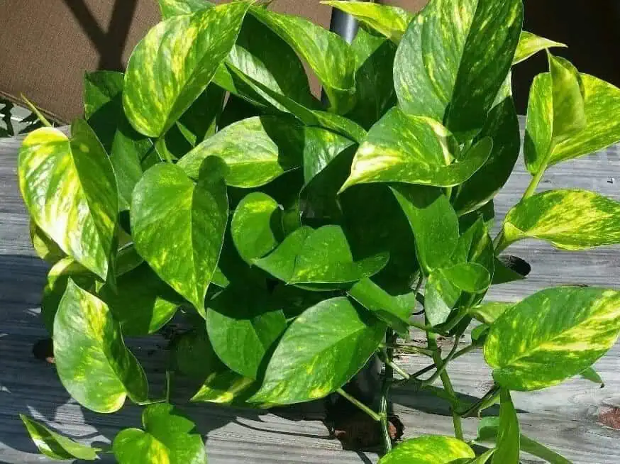 Golden pothos