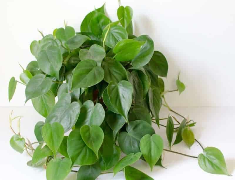 Heartleaf Philodendron - Philodendron hederaceum