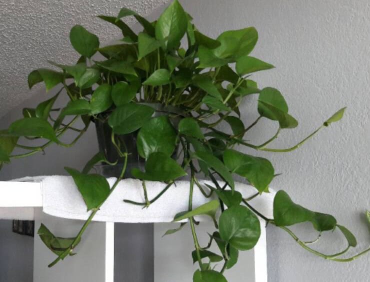 Jade pothos suitable for low light