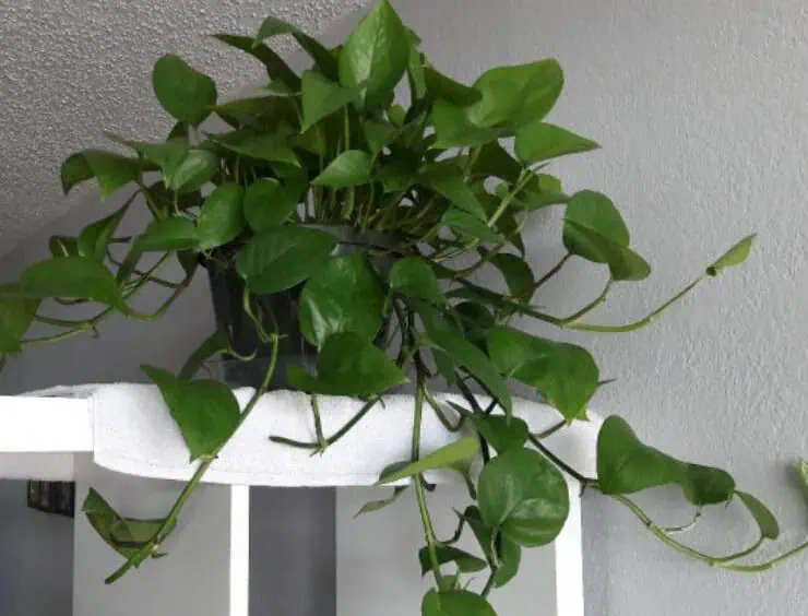 Jade pothos suitable for low light
