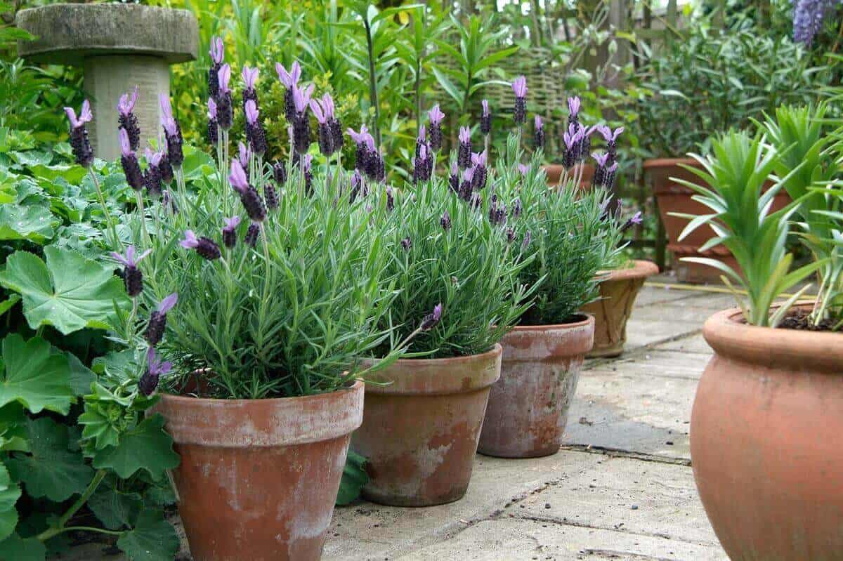Lavender in Pots Lavender in Pots