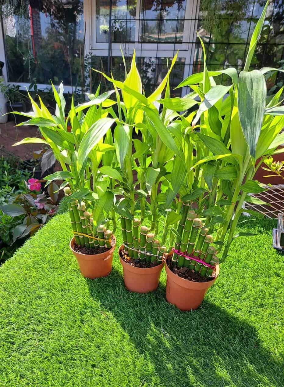 Lucky Bamboo Lucky Bamboo in pots