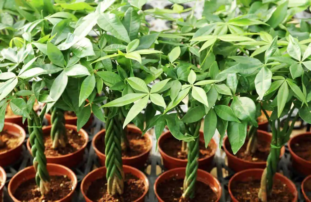Money tree plants in pots