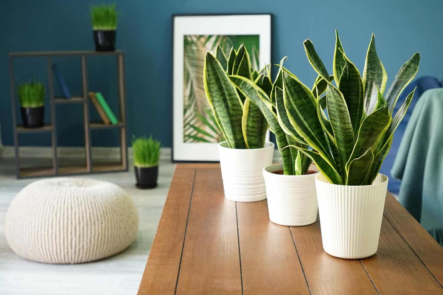 Snake plant - Sanseveria