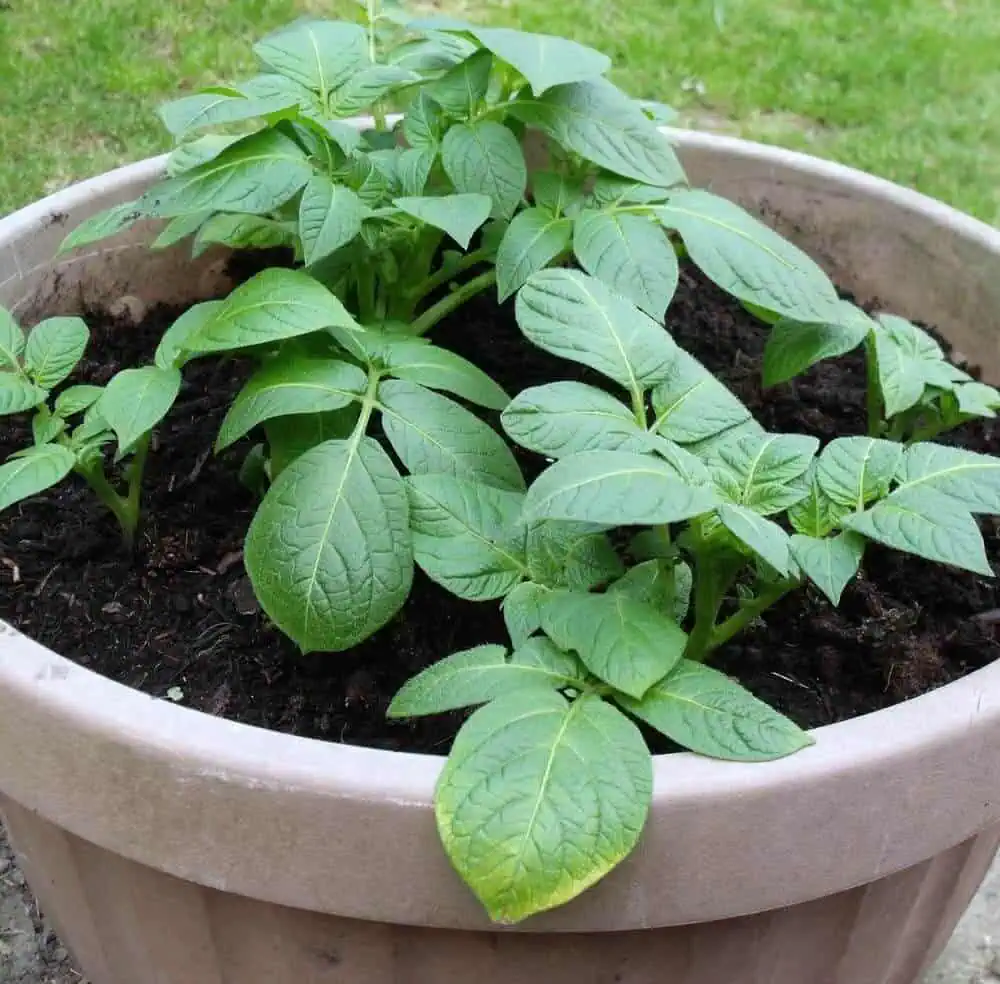Choose the right pot - Potatoes Growing in Pots Choose the right pot - Potatoes Growing in Pots