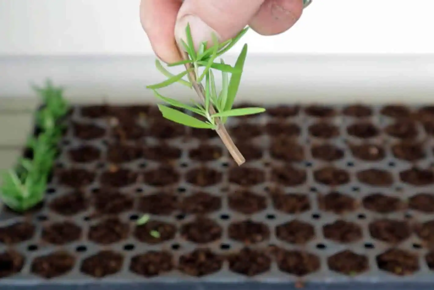 A hard rosemary cutting