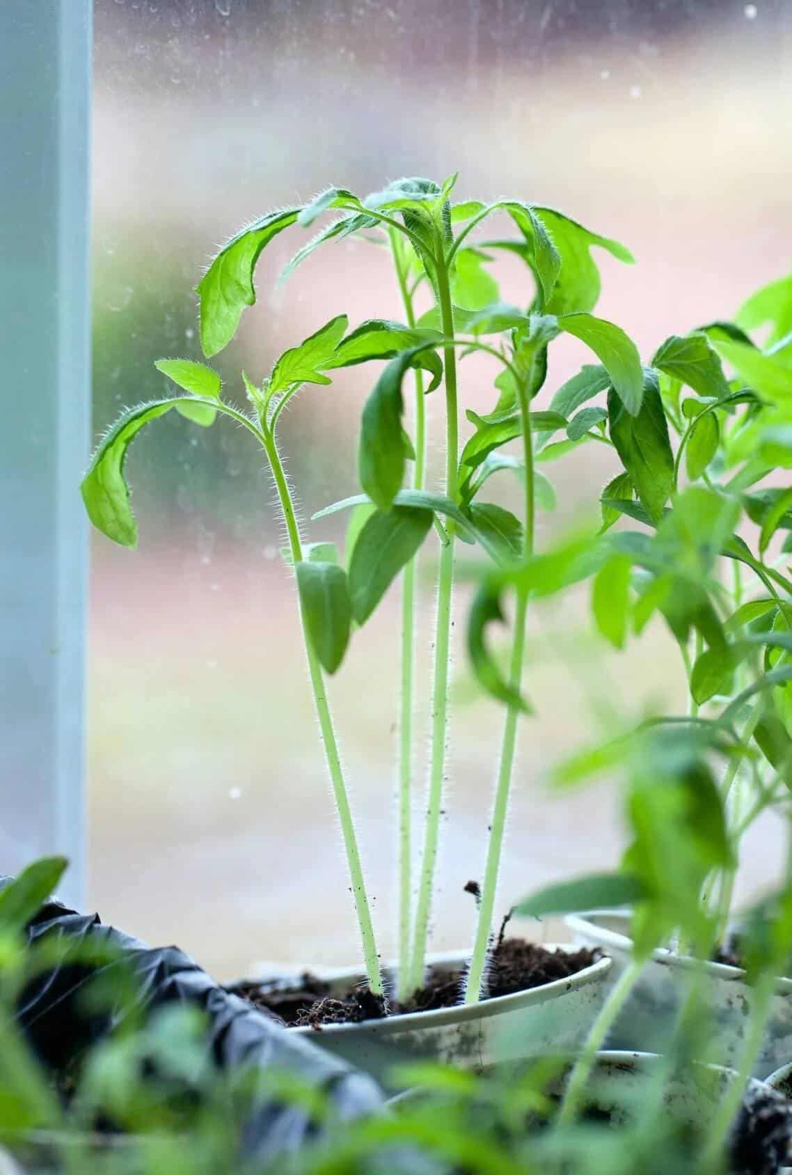 Common Problems - Leggy Seedlings Common Problems - Leggy Seedlings