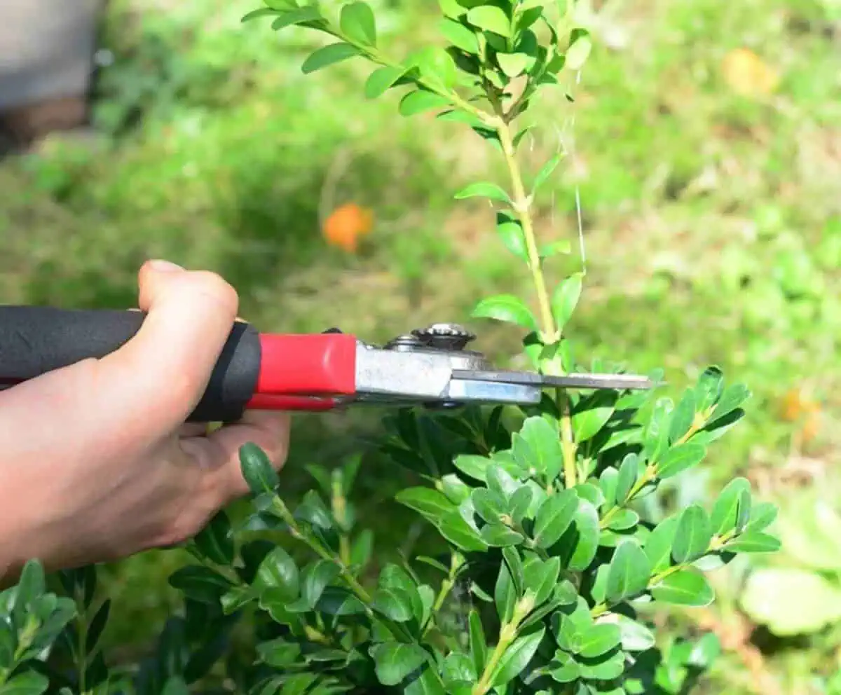 Cutting Stems to Propagate - Shrubs that propagate well from softwood cuttings