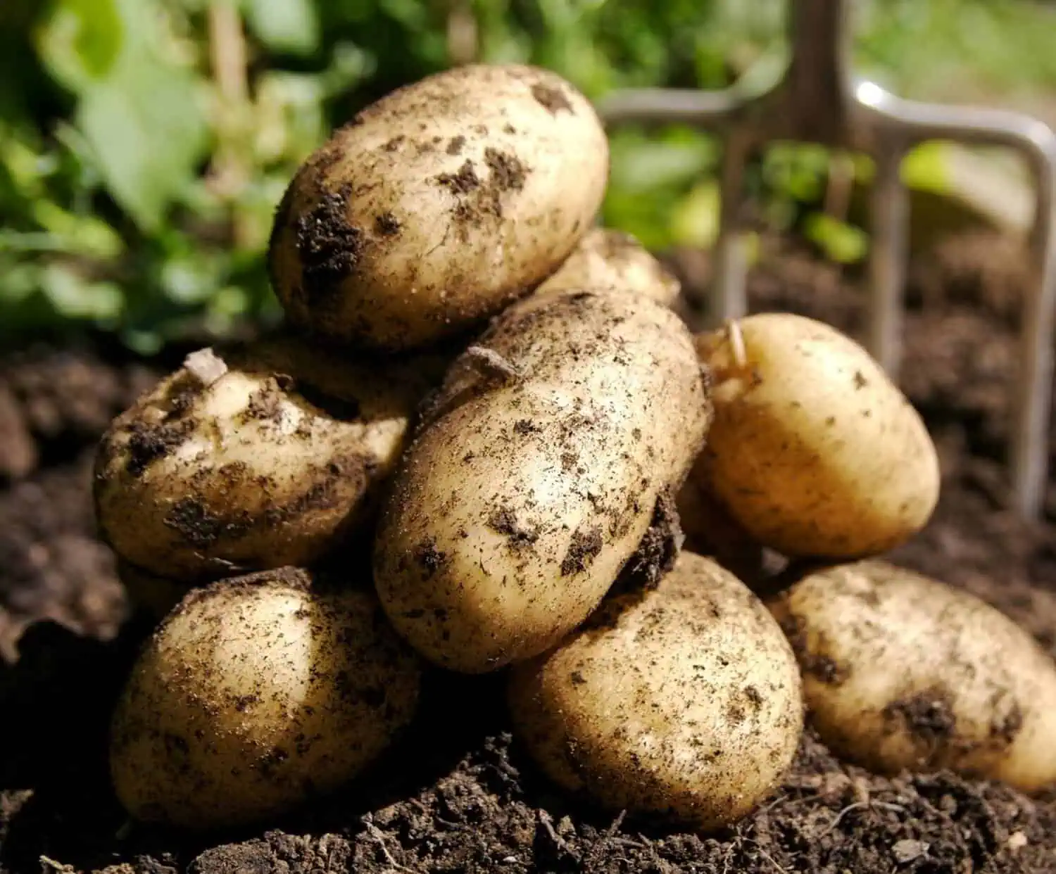 How much harvest to expect - Harvested Potatoes How much harvest to expect - Harvested Potatoes