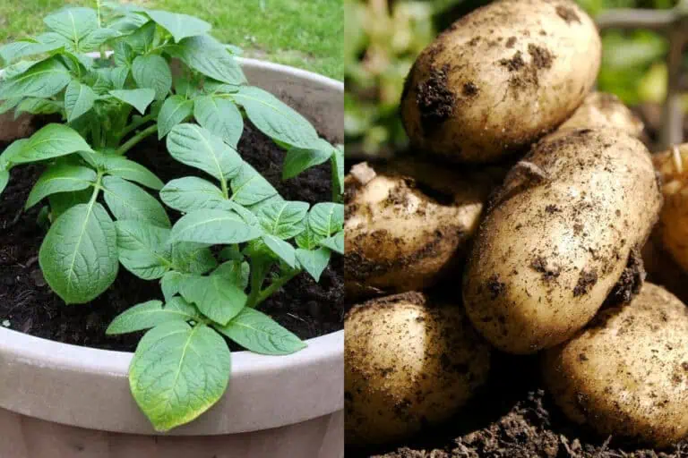 How to Grow Potatoes at Home Featured