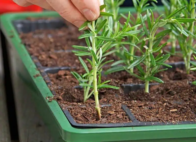 How to Propagate Rosemary Featured