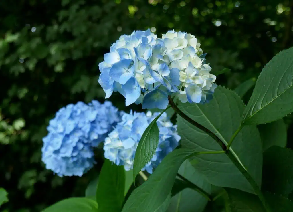 Hydrangea - Hydrangea spp. - Softwood