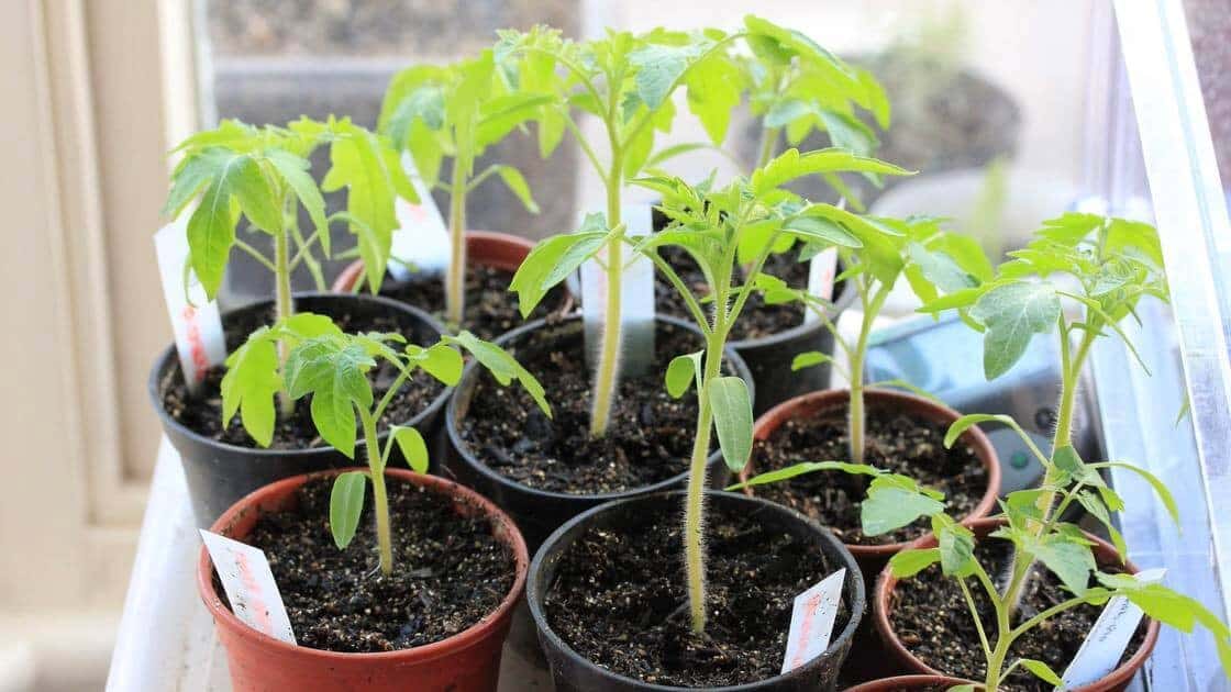 Indoor Seed Starting for Beginners Featured
