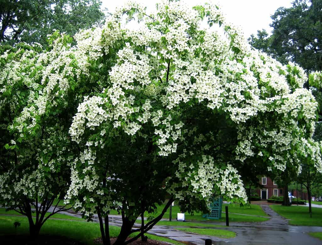 Kousa Dogwood Tree - Shrub