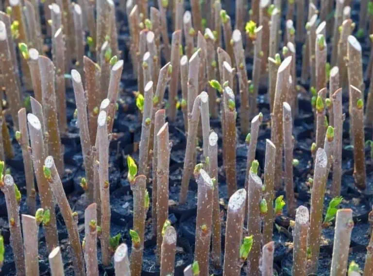 Landscaping Shrubs from Hardwood Cuttings Featured