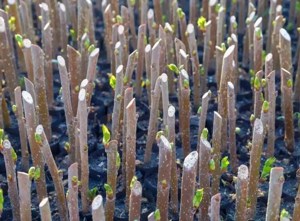 Landscaping Shrubs from Hardwood Cuttings Featured