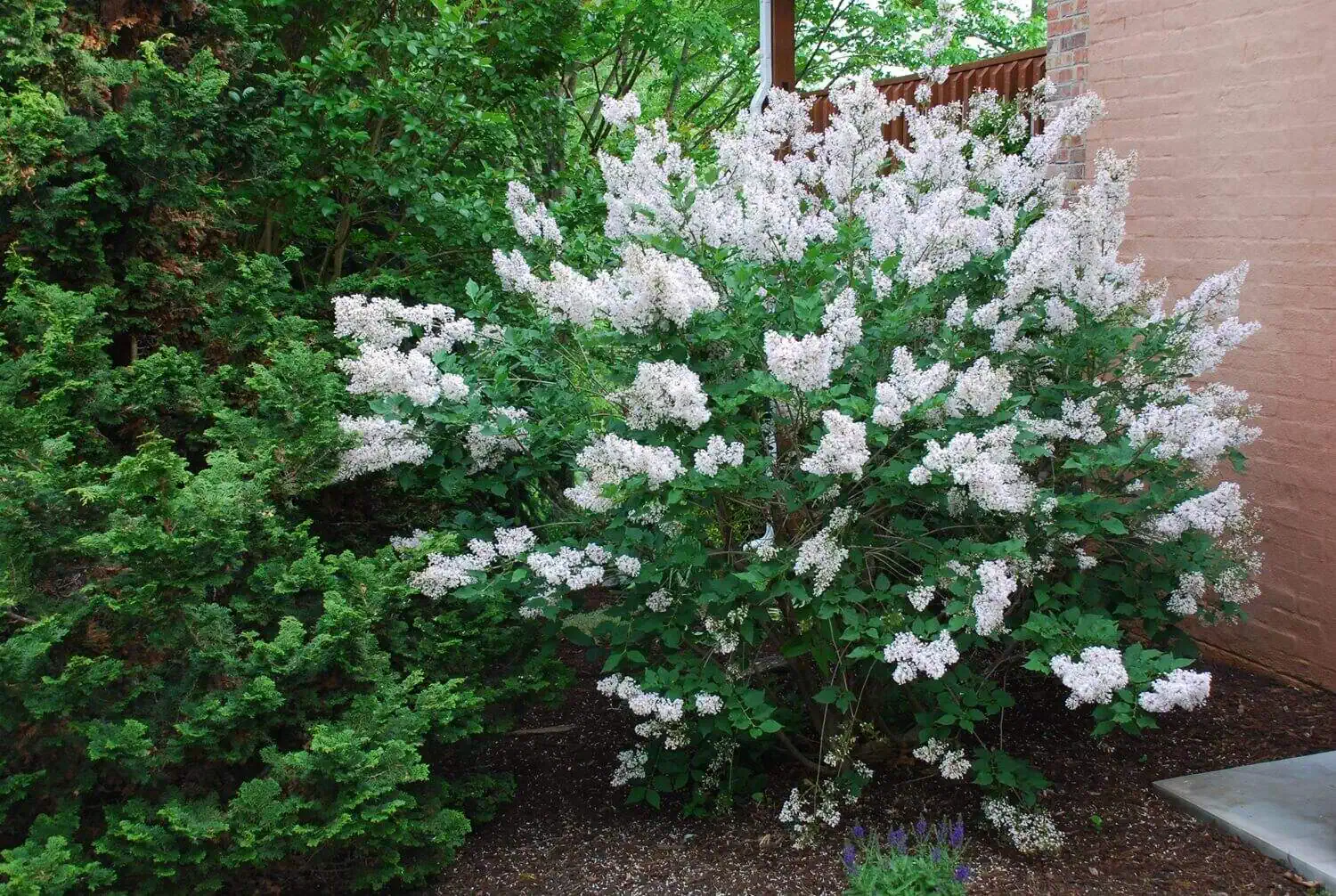 Lilac (Syringa spp.) - Propagate from hardwood cuttings