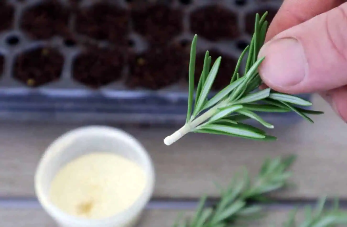 Preparing the cutting and rooting hormone