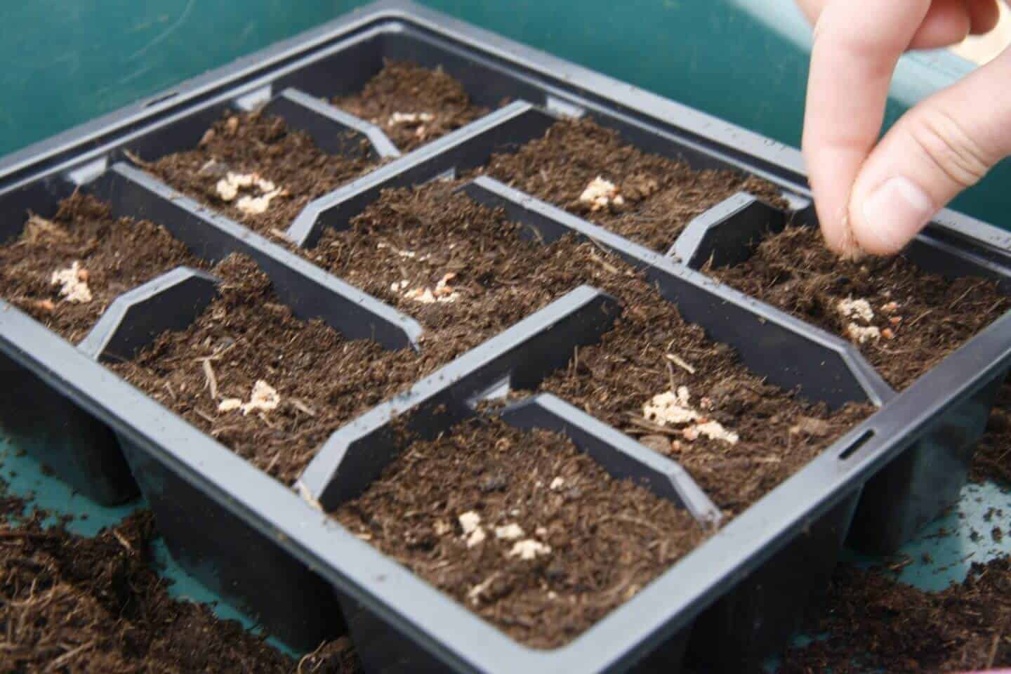 Seeding - The Step-by-Step Process Seeding - The Step-by-Step Process