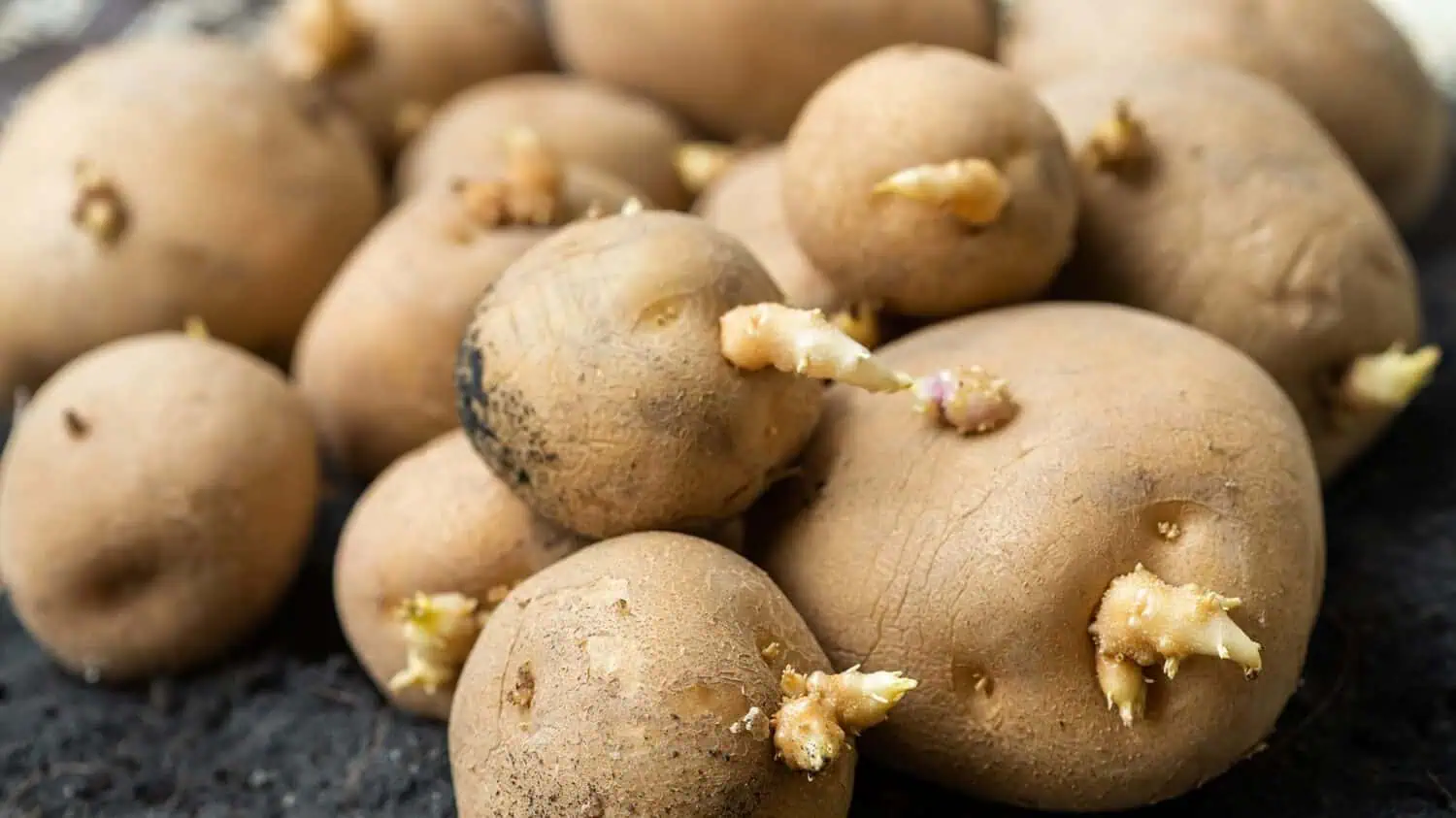 Sprouting Seed Potatoes Sprouting Seed Potatoes