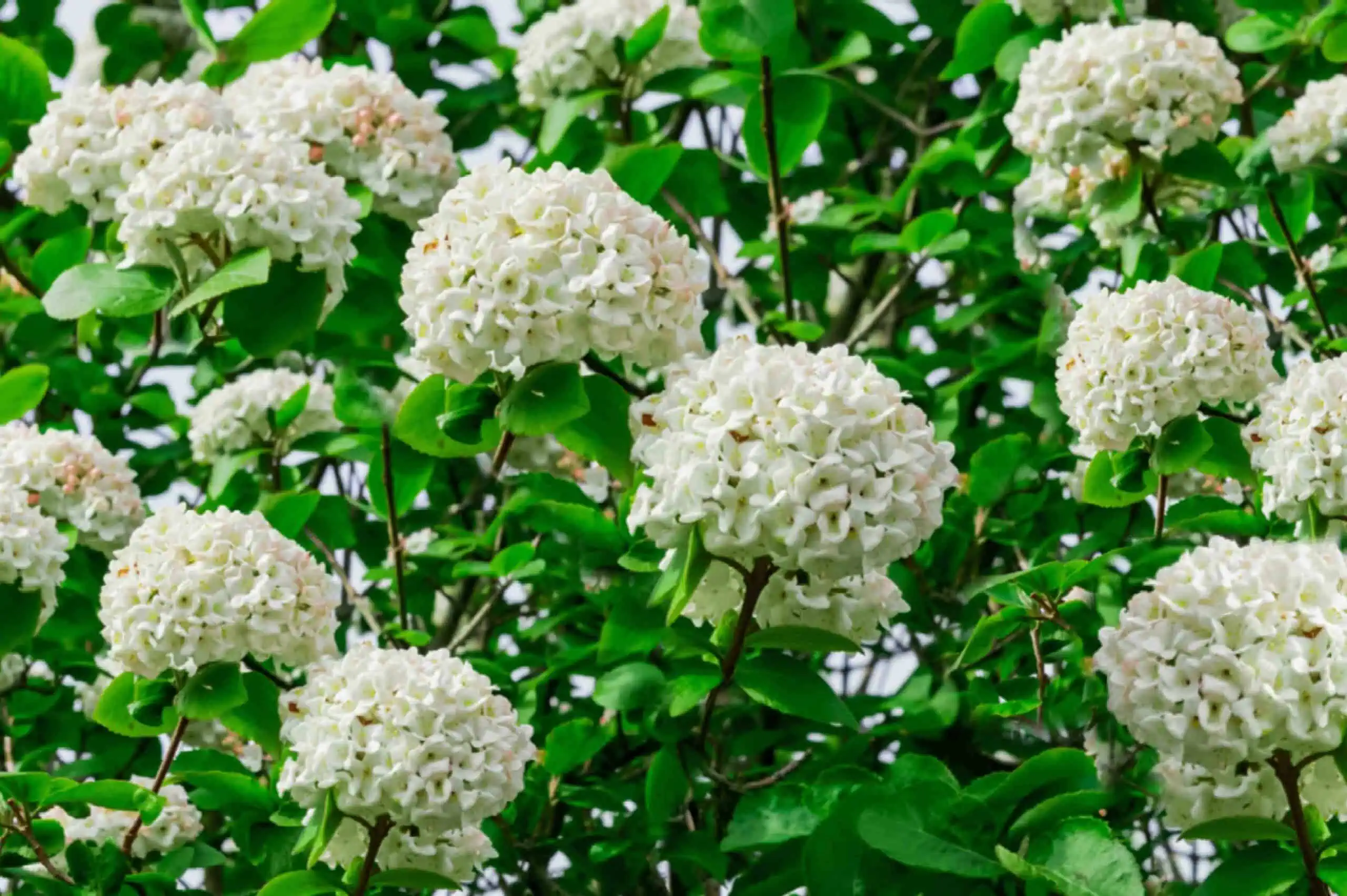 Viburnum (Viburnum spp.)
