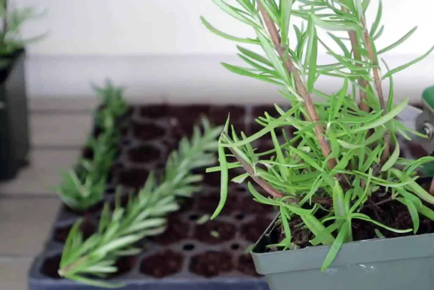 When to take rosemary cuttings