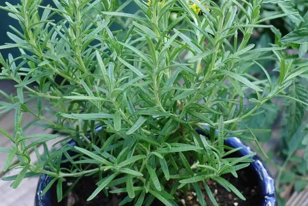 Why rosemary is perfect for propagation