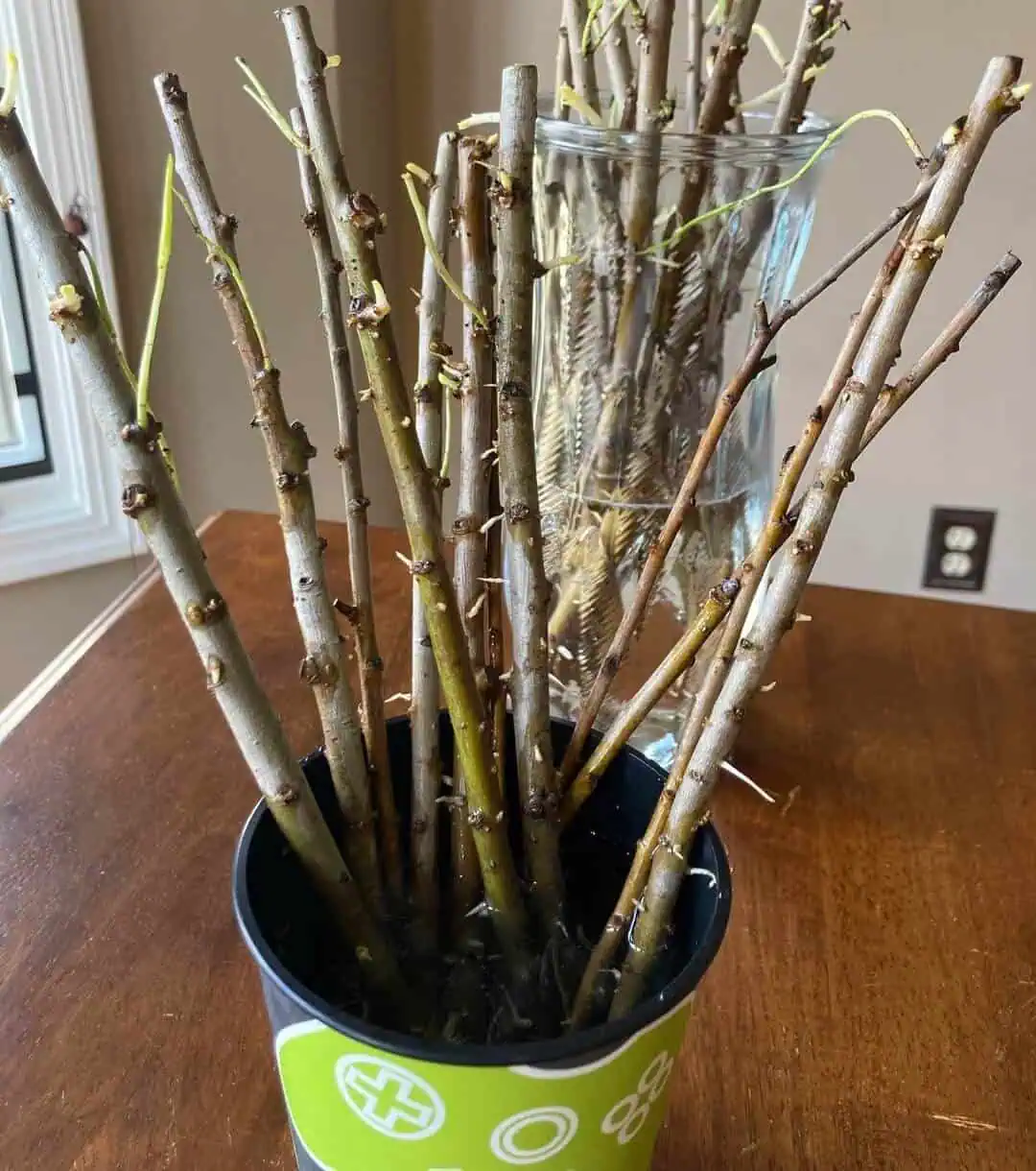 Willow (Salix spp.) Black-willow cuttings