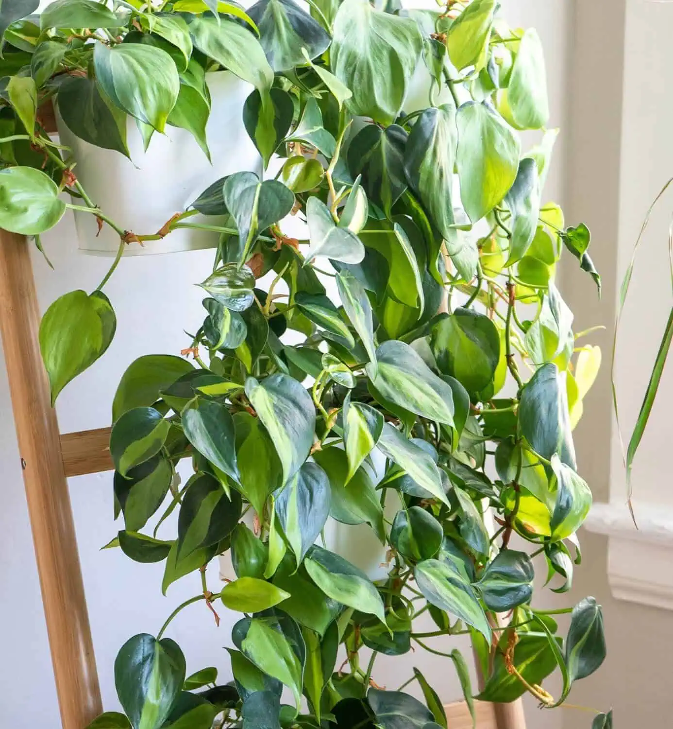Create a Floating Plant Corner