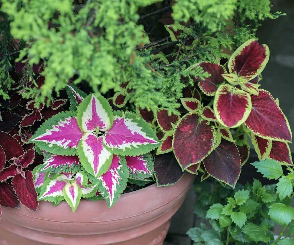 Designing Beautiful Coleus Container Displays