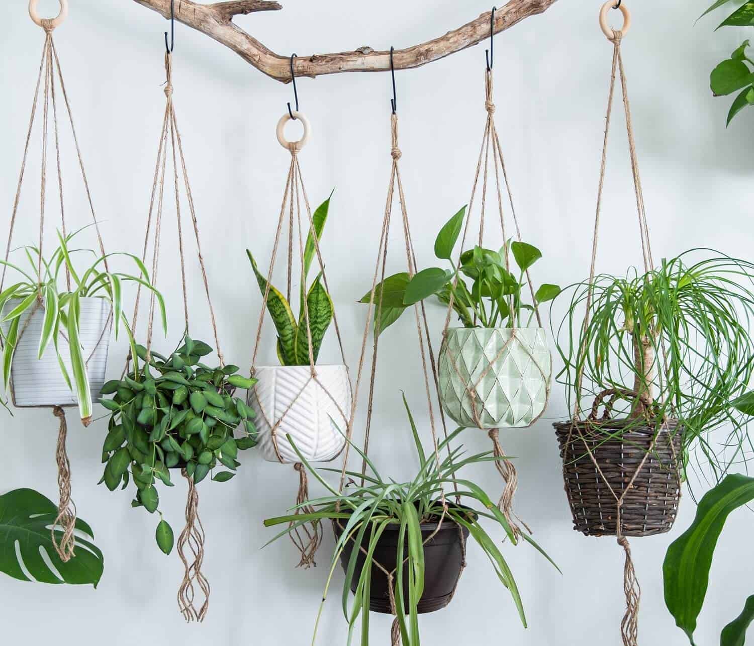 15 Indoor Hanging Plant Ideas to Spruce Up Your Décor - Hort Zone