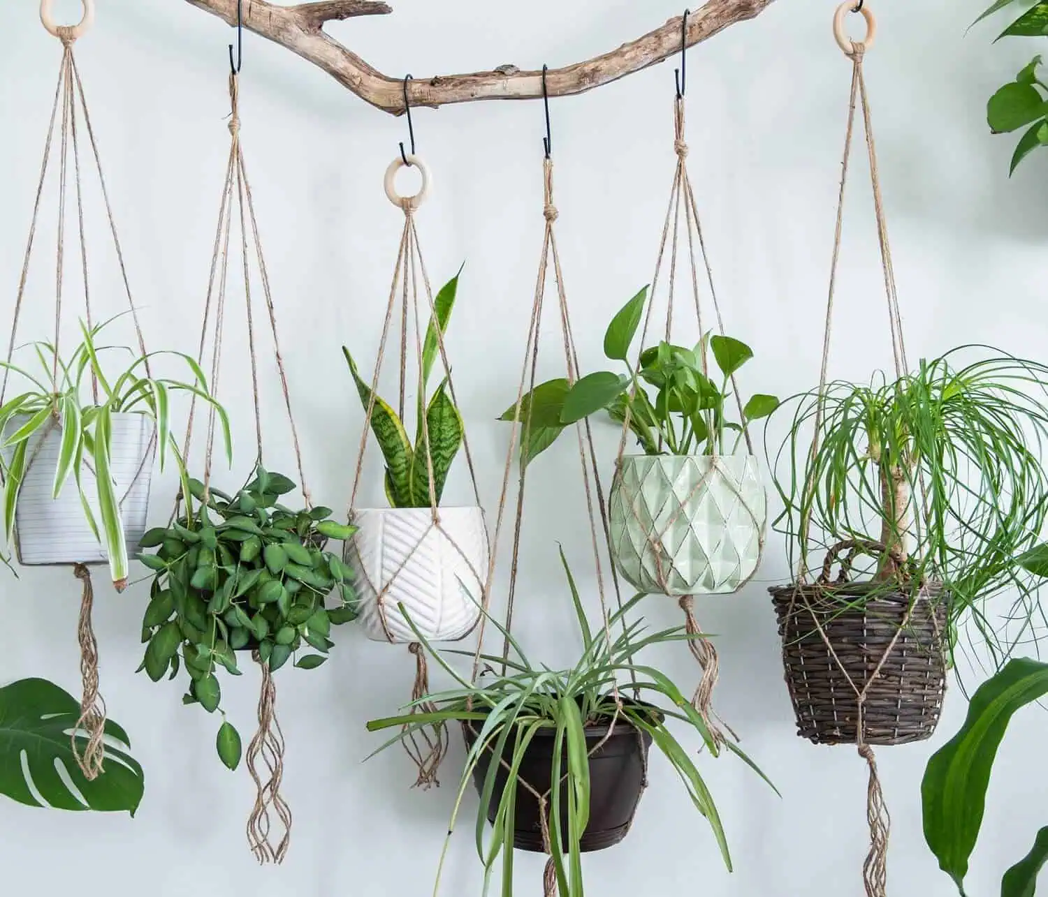 Fill Empty Wall Space with Suspended Greenery