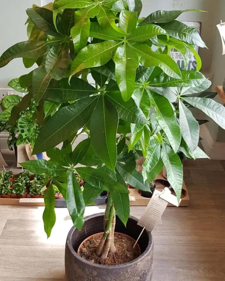 Guide for Money Tree Plant Care