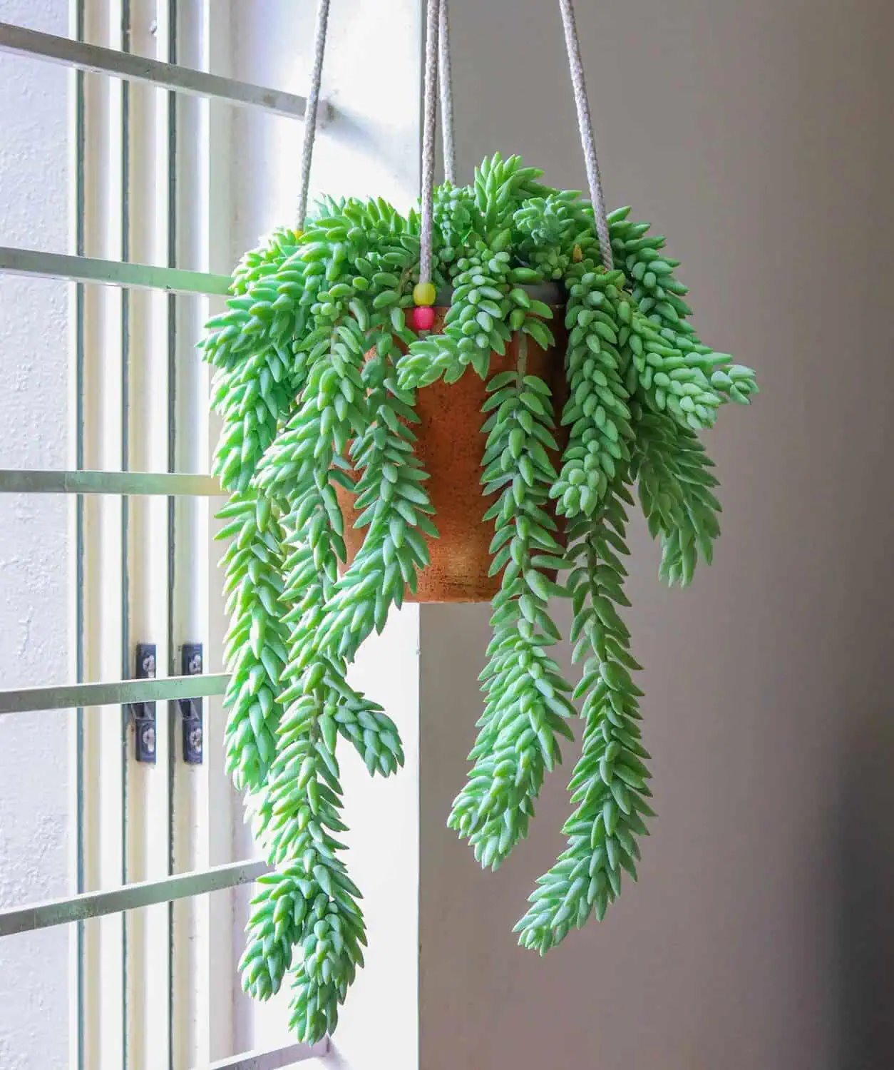 Hang Plants Above a Dining Table