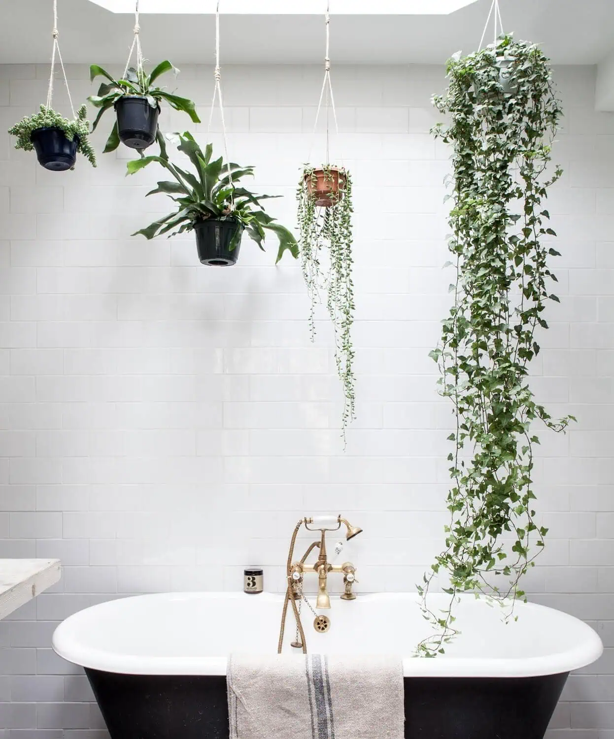 Hang Plants in the Bathroom for a Spa-Like Feel