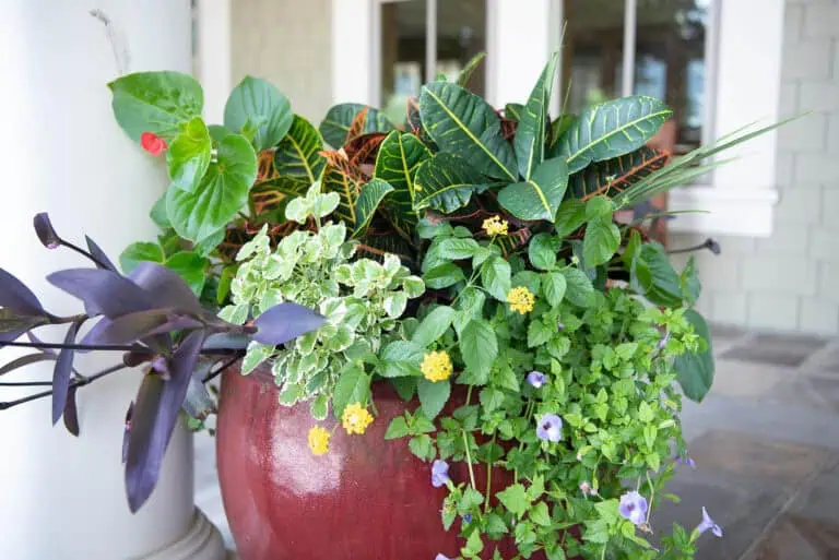 How to Grow Lantana in Pots with Other Plants Featured