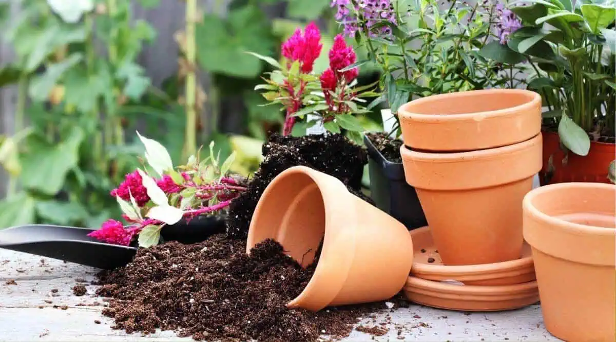 Ideal Potting Media and Pots