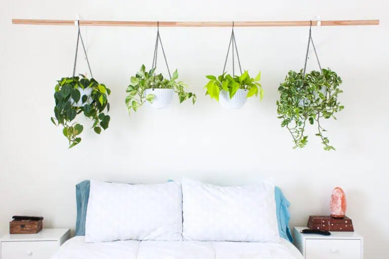 Indoor Hanging Plant Ideas Featured